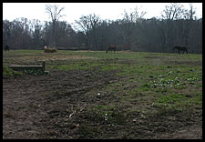 horses grazing by Saddle Barn